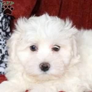 Landon, Maltichon Puppy