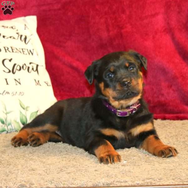 Lassie, Rottweiler Puppy