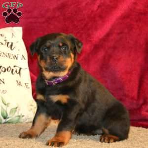 Lassie, Rottweiler Puppy