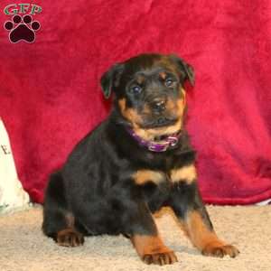 Lassie, Rottweiler Puppy