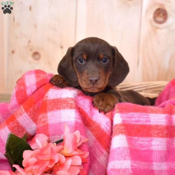 Latte, Dachshund Puppy