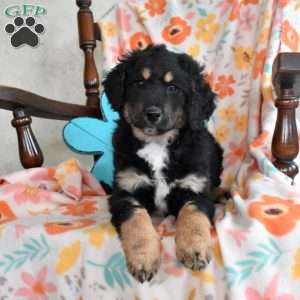 Latte, Bernedoodle Puppy