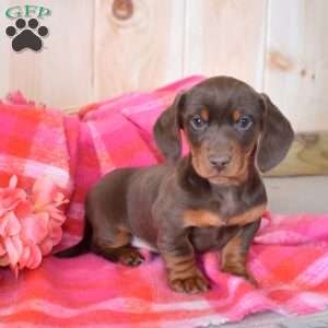 Latte, Dachshund Puppy
