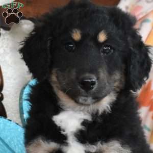 Latte, Bernedoodle Puppy