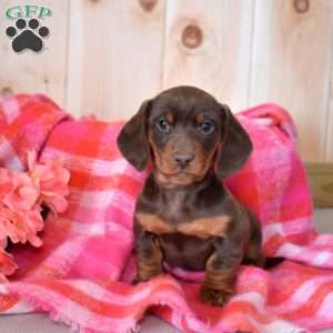 Latte, Dachshund Puppy
