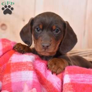 Latte, Dachshund Puppy