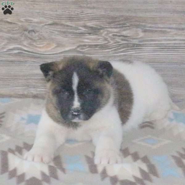 Lauren, Akita Puppy