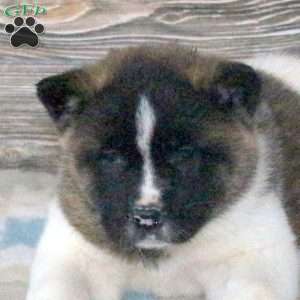 Lauren, Akita Puppy