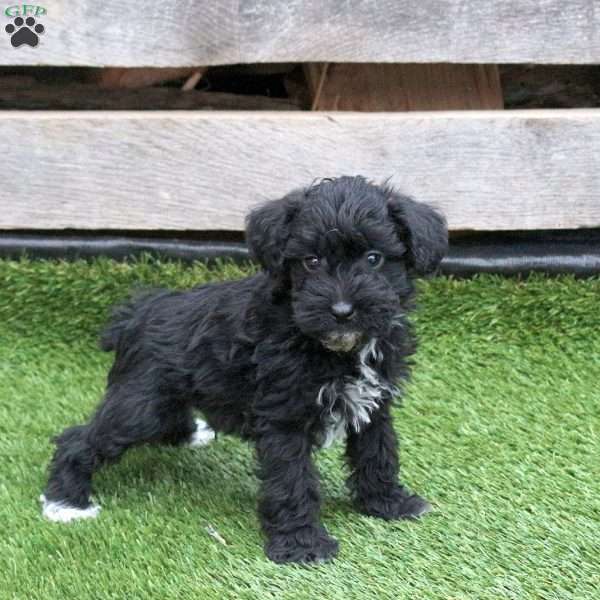 Lawson, Mini Schnoodle Puppy