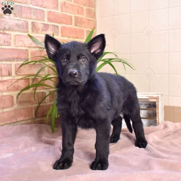 Legend, German Shepherd Puppy