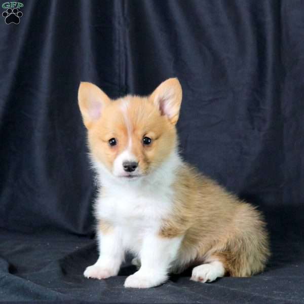 Leif, Pembroke Welsh Corgi Puppy