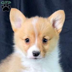 Leif, Pembroke Welsh Corgi Puppy