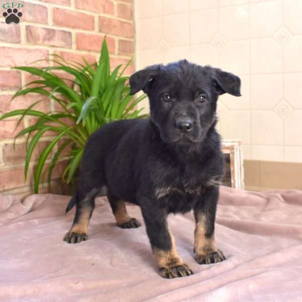 Leilani, German Shepherd Puppy