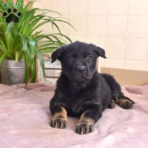 Leilani, German Shepherd Puppy