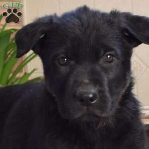 Leilani, German Shepherd Puppy