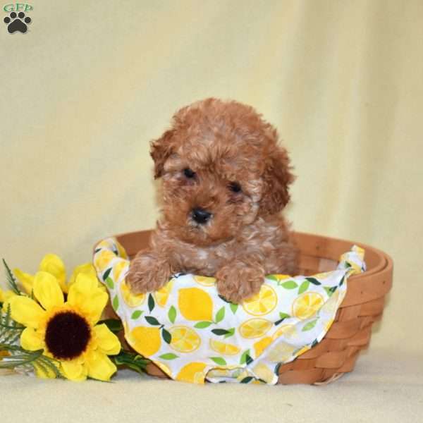 Lemonade, Toy Poodle Puppy