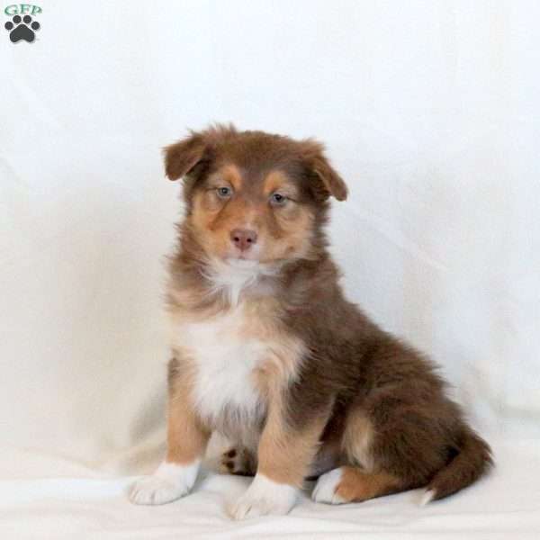 Leo, Australian Shepherd Puppy