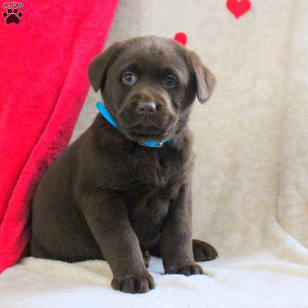 Leo, Chocolate Labrador Retriever Puppy