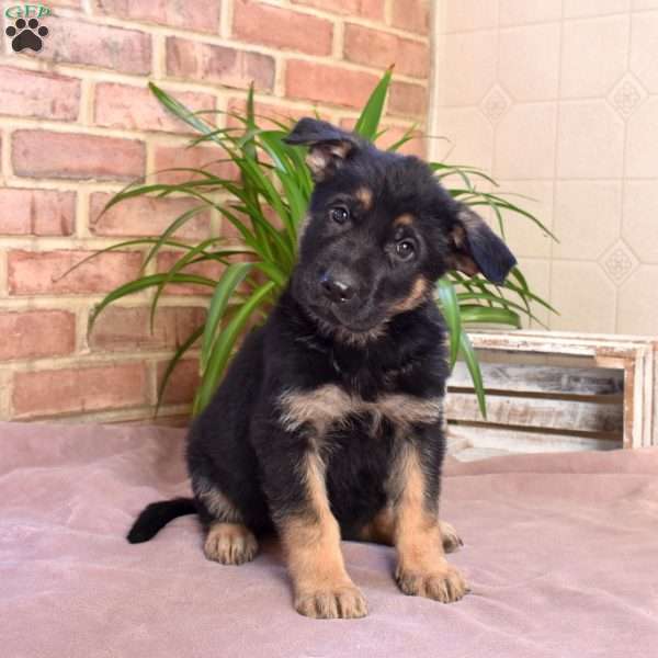 Leo, German Shepherd Puppy