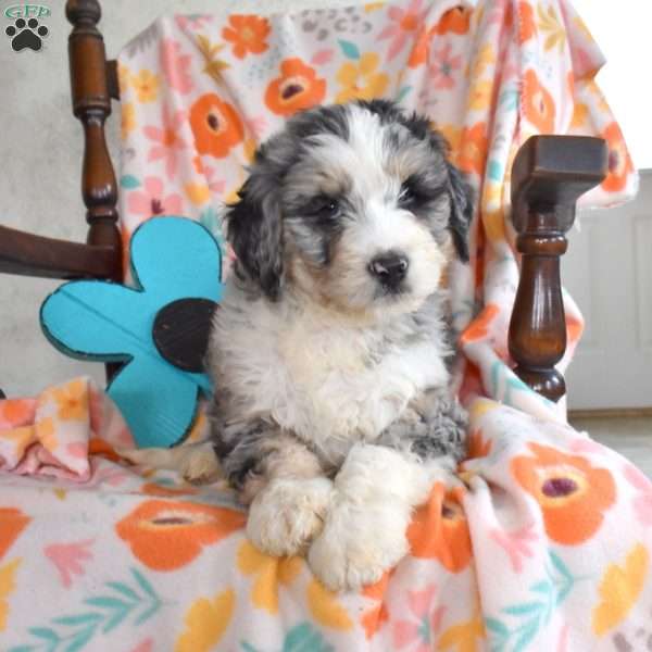 Leo, Bernedoodle Puppy