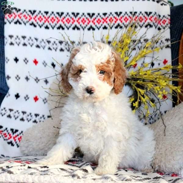 Leo, Miniature Poodle Puppy