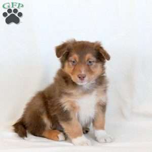Leo, Australian Shepherd Puppy