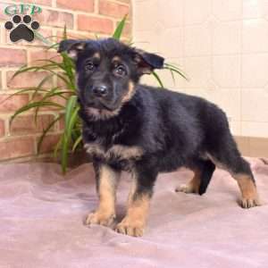 Leo, German Shepherd Puppy