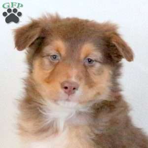 Leo, Australian Shepherd Puppy