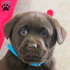 Leo, Chocolate Labrador Retriever Puppy