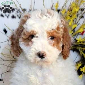 Leo, Miniature Poodle Puppy