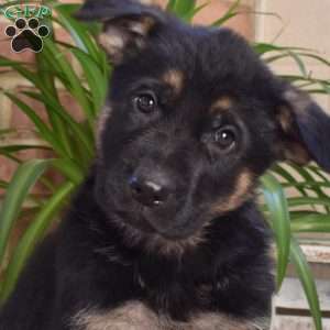 Leo, German Shepherd Puppy
