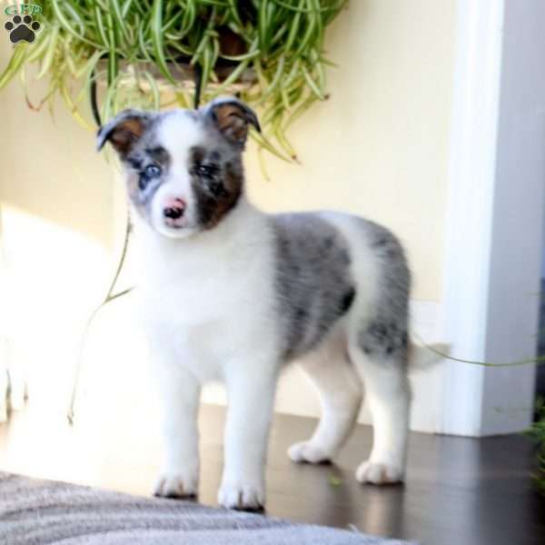 Leo, Australian Shepherd Mix Puppy
