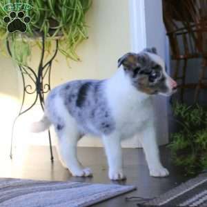 Leo, Australian Shepherd Mix Puppy