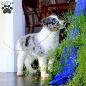 Leo, Australian Shepherd Mix Puppy