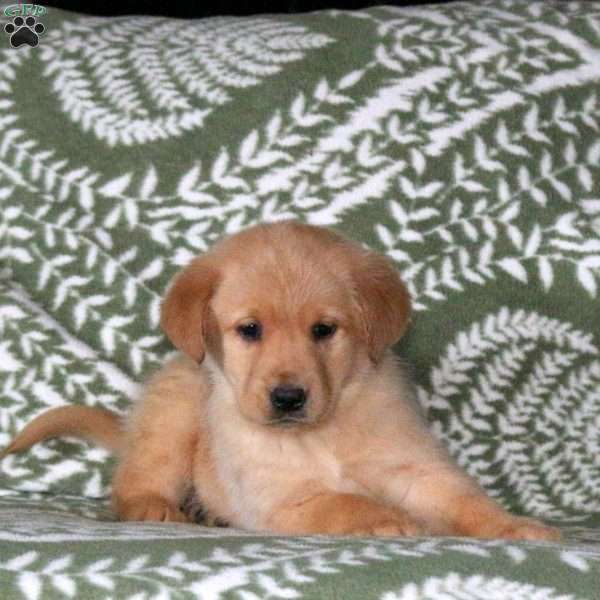 Leona, Golden Labrador Puppy