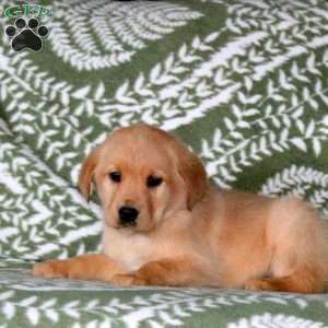 Leona, Golden Labrador Puppy