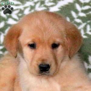 Leona, Golden Labrador Puppy