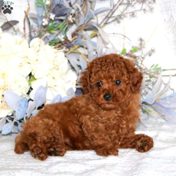 Levi, Toy Poodle Puppy