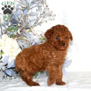 Levi, Toy Poodle Puppy