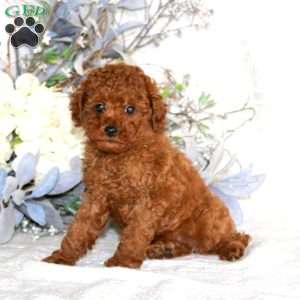 Levi, Toy Poodle Puppy