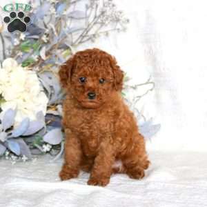 Levi, Toy Poodle Puppy