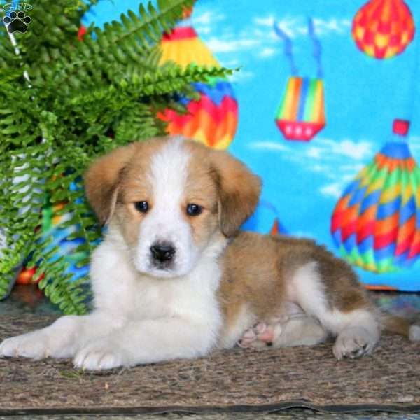 Lewey, Bernese Mountain Dog Mix Puppy