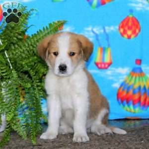 Lewey, Bernese Mountain Dog Mix Puppy