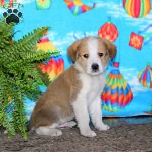 Lewey, Bernese Mountain Dog Mix Puppy