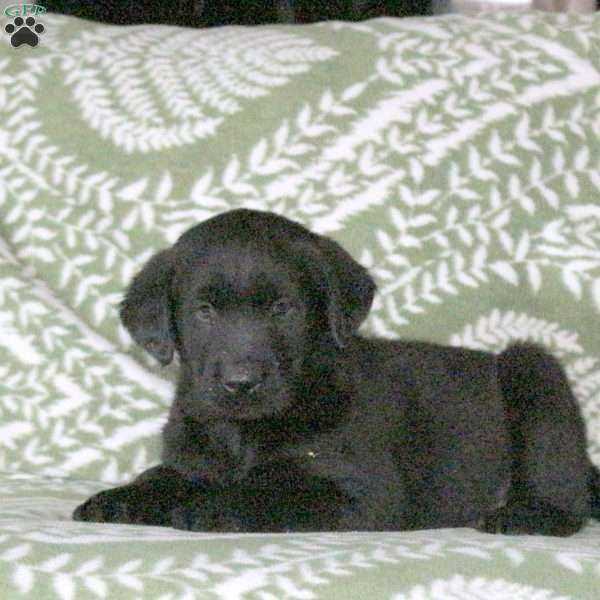 Lewis, Golden Labrador Puppy