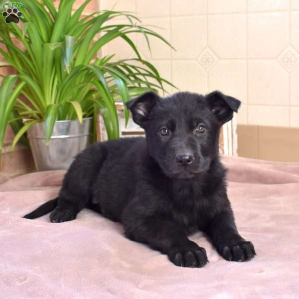 Lexi, German Shepherd Puppy