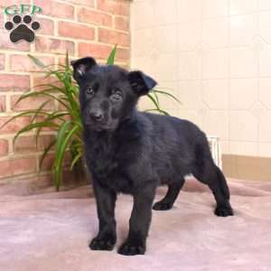 Lexi, German Shepherd Puppy