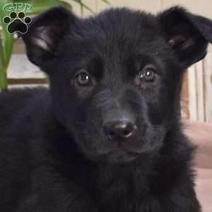 Lexi, German Shepherd Puppy