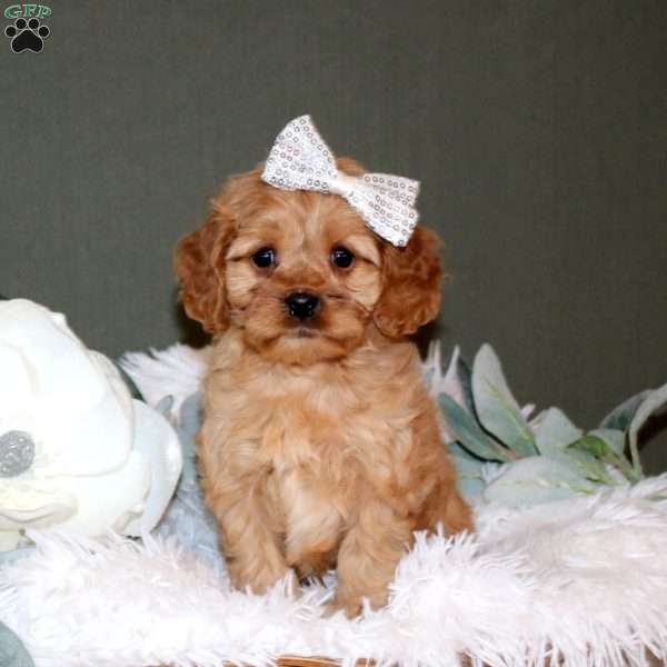 Lexie, Cockalier Puppy