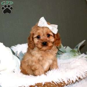 Lexie, Cockalier Puppy